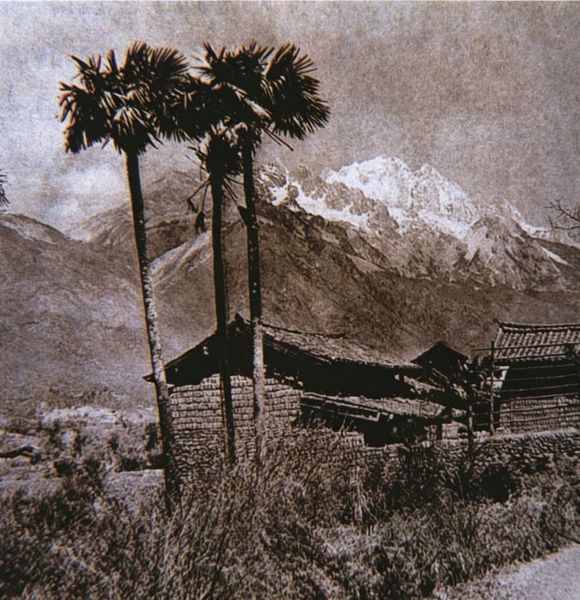 玉湖村棕榈树与玉龙雪山（1925）